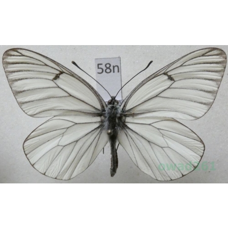 Aporia crataegi (Linnaeus, 1758) male Niestrzęp głogowiec Poland58n